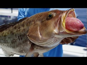 Catching BIG fish 80 miles offshore Panama City, FL. EPIC day with Saltwater Sportsman Adventures!