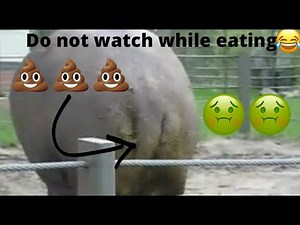 Hippos Pooping Funny Moments
