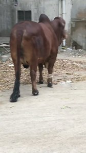 26K views · 1.6K reactions | MASHA'ALLAH ❤️❤️❤️ DESI TO PHR DESI HAI NA BOSS HN BHAIYON KONSI NASAL HAI? | Crazy Cattle | Facebook