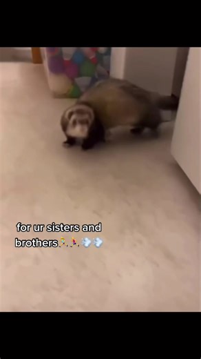 Playful Ferret Running on Treadmill