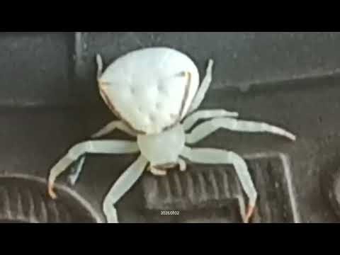 White Crab Spider: Misumena Vatia