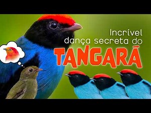 CONHEÇA O PÁSSARO BRASILEIRO que DANÇA! Demorei 10 ANOS PARA GRAVAR ESSAS CENAS RARAS!
