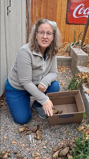 Don’t Lose Your Dahlias! ❄️ Easy Winter Storage Tips