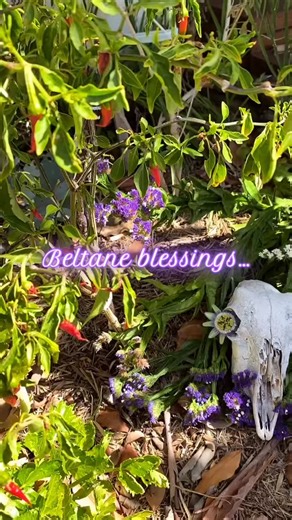 Beltane blessings to all in the South & Samhain blessings to all in the North 🌸🎃 I 🫶🏽 Beltane, It’s my fav! However, here in the Southern Hemisphere we have things a smidgen topsy turvy. Today many people in Australia celebrate Halloween. Or Hallows Eve. Or Samhain. Which it is in the Northern Hemisphere, but not here 🙃 Samhain falls on the midway point between the Autumn Equinox & Winter Solstice. It’s about celebrating Autumn, death, decay, letting-go, the darkness, the shadows... your sh