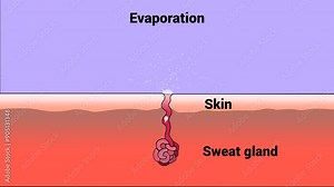 Sweat is produced in sweat glands and evaporates from the skin's surface.