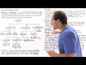 Leukocytes of Immune System