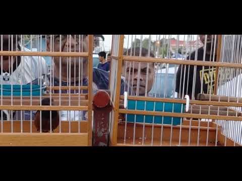 Antonio Vs Chiney Towa Towa Bird Race @ Lusignan - 15th March 2026