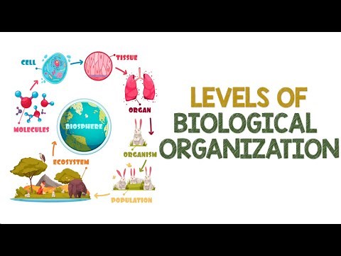 Levels of Biological Organization | Animation