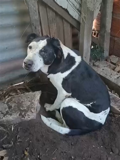 Ayuda para perro herido en la calle