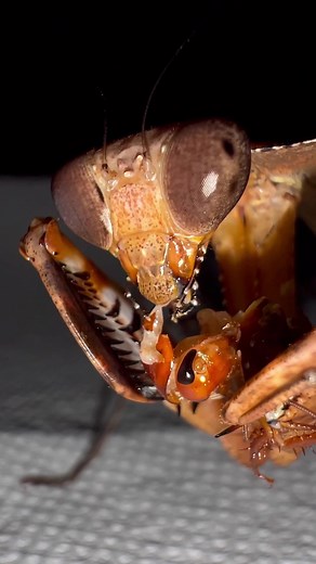 Dead Leaf Mantis: Nature's Spectacular Insect