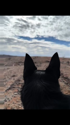 South Australian Mustering Adventures 👌 #workingkelpie #sheepdogs #workingdogs #icenfiredogcollars