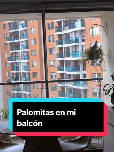Palomitas en mi balcón: cómo crían y alimentan a sus bebés