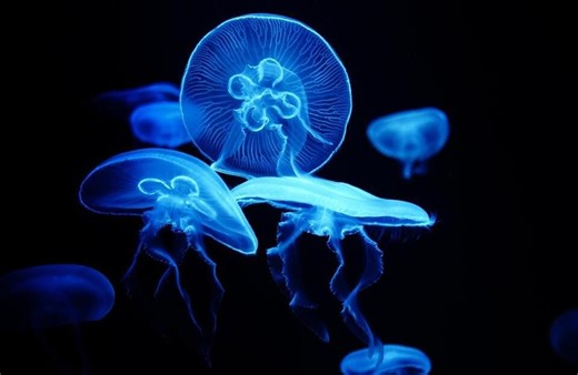 Seven Scientific Discoveries From 2024 That Could Lead to New Inventions – Lifeboat News: The Blog