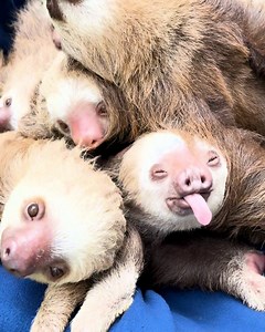 432K views · 10K reactions | Some of them are struggling to stay awake 殮凉 | Furry Tails | Facebook