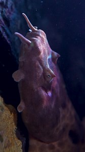 New Bayside Aquarium featuring fan-favorite axolotls and more at SeaWorld San Diego! | SeaWorld San Diego