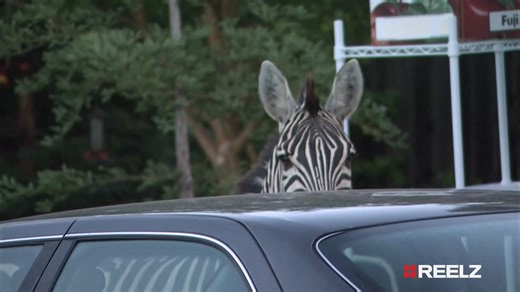 👮‍♂️ Real officers. Real action. Real stories. #COPS puts you in the passenger seat for every heart-pounding moment as the calls come in and the streets heat up. Watch tonight on #REELZ. 🚔🔥 | REELZ