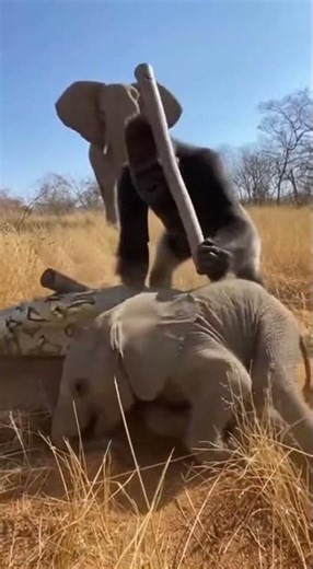 Gorilla Rescues Baby Elephant From Giant Python 🐍 #shorts
