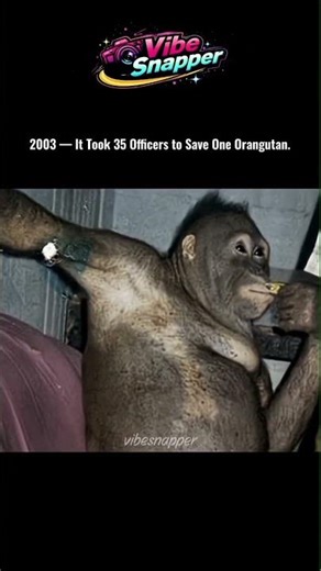 The Orangutan Rescue That Shocked Indonesia (2003)