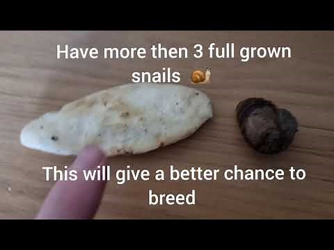 How to breed Garden snails fast 🐌
