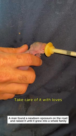 13K views · 266 reactions | Fulll viideo here https://rescuepets.moicaucachep.com/1236/05/ M2109006found newborn opossum on road gave it life #opossum See part 2 in the comments below. | Tail to Tale Rescue | Facebook
