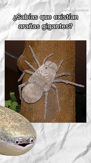 Megarachne: La Verdadera Historia de la Araña Gigante