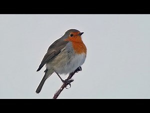 How Birds Survive Winter: 9 Key Survival Strategies