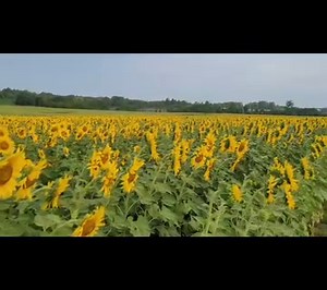 The FINAL WEEKEND of the 2023 Summer of Sunflowers is nearly here! Video from this morning. We have lots of beautiful sunflowers in full bloom for this weekend! 🎟 Check the ticket page for ticket availability - Ticket times from Early Bird to Sunset are on the calendar. Find tickets at link in bio or https://linktr.ee/burnsidefarms We just added mid-day (noon-4) tickets to Sunday, August 6th! 🎆 Our FINAL SUNSET FESTIVAL Series returns this Friday and Saturday evening (4-dark)! Sunflowers, Live