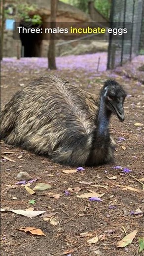 7 Emu Facts You Won’t Believe!