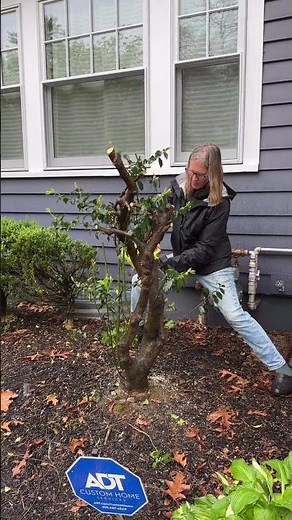 Pruning An Overgrown Holly (Or Other Shrubs!)