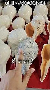 Insect-eaten conch shell vs real conch shell 😱 | Identify right from wrong