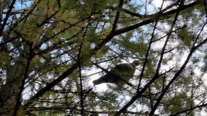 2.2K views · 44 reactions | Last hunt of the day was fun…. Ran into about a dozen spruce grouse. After flushing just two ruffed grouse in the first five flushes I decided to put the gun down so I didn’t make a mistake and just shoot with the camera. I enjoy seeing the spruce grouse. I’m glad they are protected here in Michigan. #sprucegrouse | Paint River Llewellins | Facebook