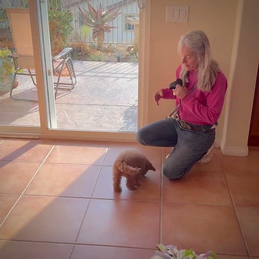 Puppy Potty Bell Training