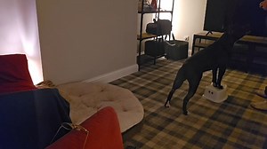 Training with Sonny We started working in discrimination of cues. Very often, our dogs will ace a session of we are only working on one thing. We pick a behaviour and learn the various aspects of it towards our goal of fluency. This makes it as easy as possible for puppers to do some version of the last behaviour. We are working in two cues here - "go to bed" and feet on the "box". Rules for stimulus control (during training) 1. Do the behaviour when cued 2. Don't do the behaviour when not cued 