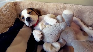 First Howl—Hear This Beagle Puppy's Adorable Vocal Debut