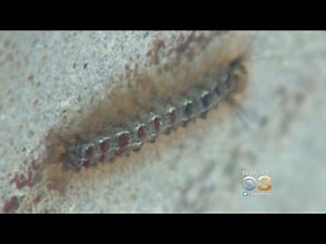 Experts: Gypsy Moth Caterpillars To Blame For Rise In Rashes