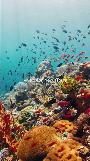 Explora Aruba: Todo lo que buscas, en un solo destino | NexusTours