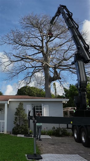 Rare Kapok Tree Removal: Tight Spots, Full Control