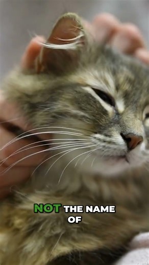 Struggling with pet anxiety?