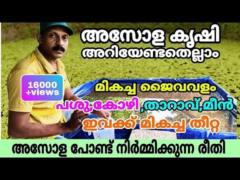 Everything you need to know about Azolla farming | Easy Azolla pond construction | Azolla farming...