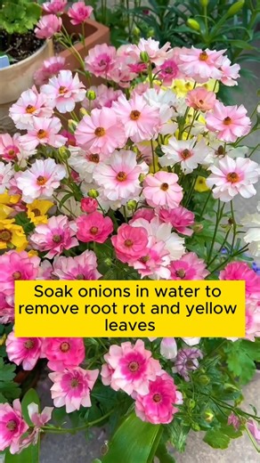217K views · 1.2K reactions | 4 types of organic plant water #garden #gardening #plants #planting #planthacks #gardenhacks #gardeningmakemehappy #gardeningtips #gardeningideas #gardeninspiration #gardenlove | Home Gardening | Facebook