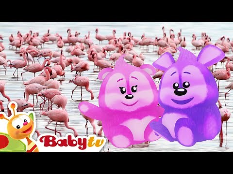 Flamingos 🦩 | Fun Animal Facts for Babies & Toddlers
