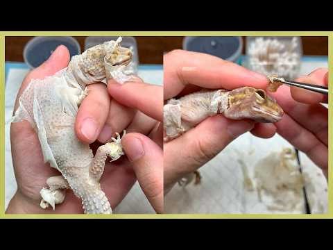 Stuck Shed Removal and Mouth Inflammation Treatment | Lizard Care for Beginners