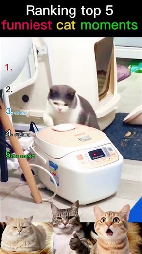 Ranking top 5 Funniest Cats Doing Funny Things 🐱 Best Cat Videos Compilation #shorts