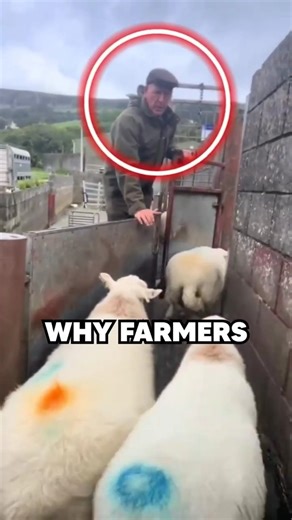How farmers separate lambs from adults #agriculture #shorts