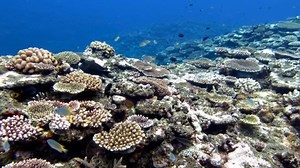 Coral Reefs at a Crossroads: "Every Coral We See Is Fighting"