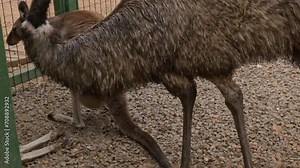 Emu strolls past male and female kangaroos as they rest beside a fence
