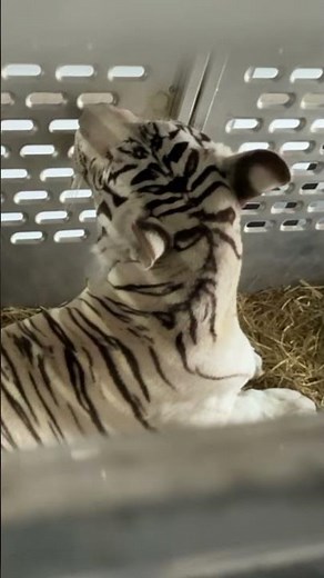 PART 1: Dr. Kellyn talks about Zuri the white tiger that arrived at Turpentine Creek Wildlife Refuge
