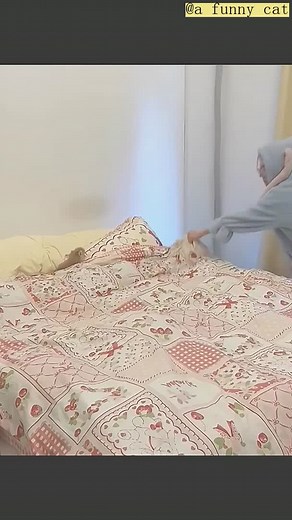 a funny cat on TikTok