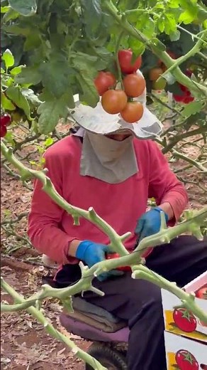 How we harvest tomatoes #greenhouse #gardening #asmr #garden #reels #farming #satisfying #food #agr