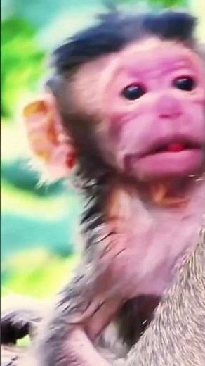 Watch This Adorable Baby Monkey’s First Moments